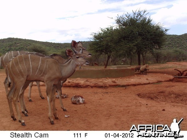 Trail Camera Namibia