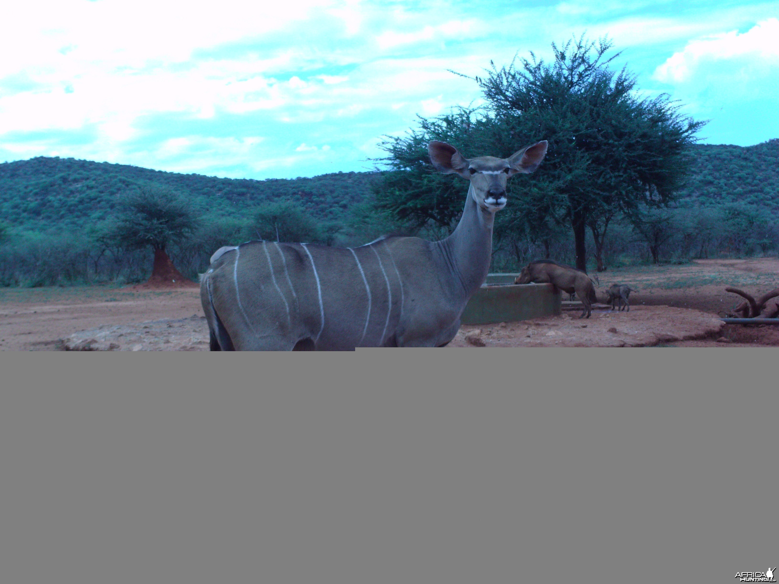 Trail Camera Namibia
