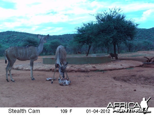 Trail Camera Namibia