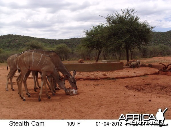 Trail Camera Namibia