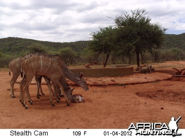 Trail Camera Namibia