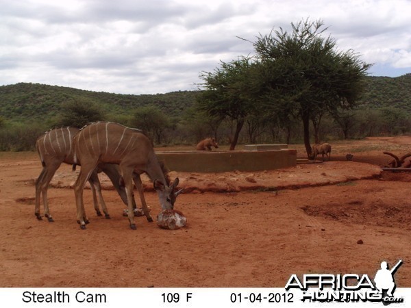 Trail Camera Namibia