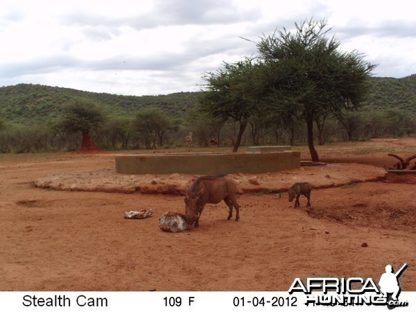 Trail Camera Namibia