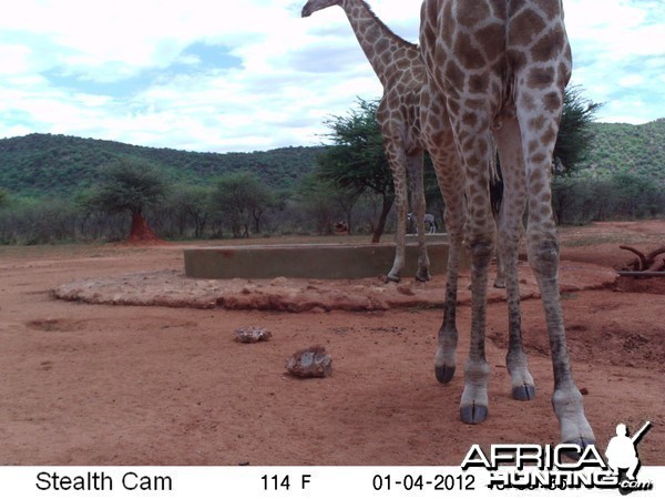 Trail Camera Namibia