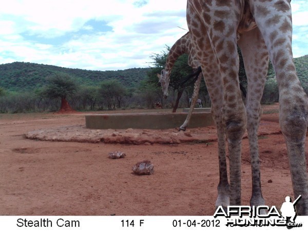 Trail Camera Namibia