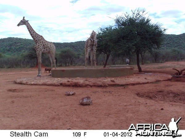 Trail Camera Namibia