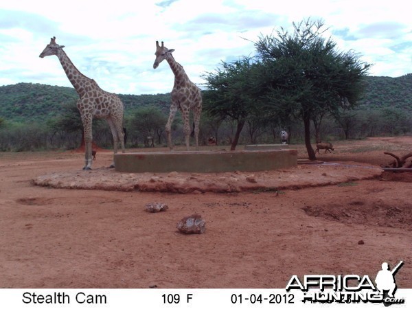 Trail Camera Namibia