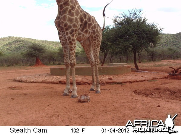 Trail Camera Namibia