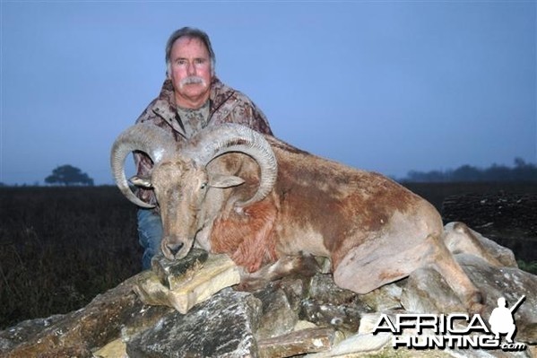 Aoudad