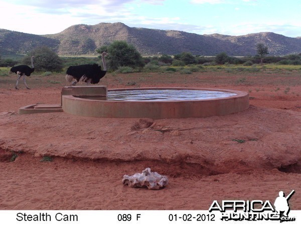 Trail Camera Namibia