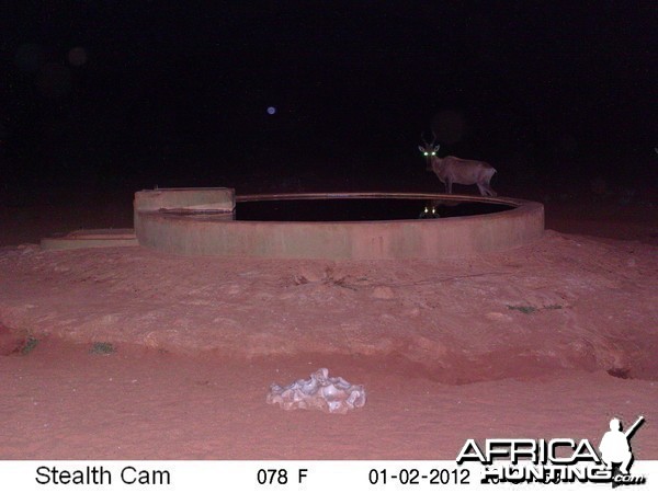 Trail Camera Namibia