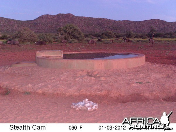 Trail Camera Namibia