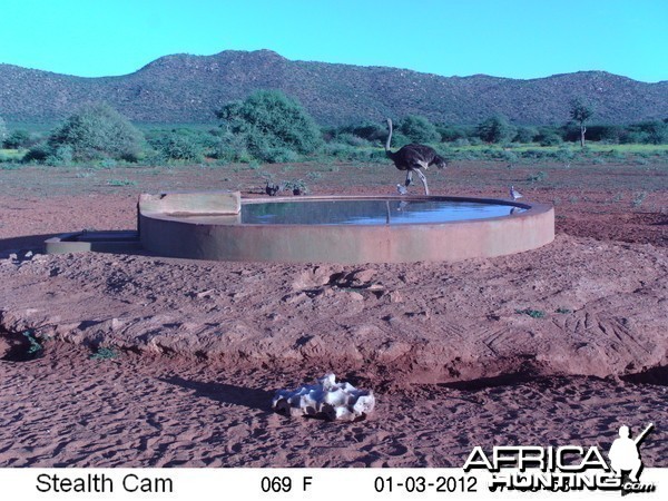 Trail Camera Namibia