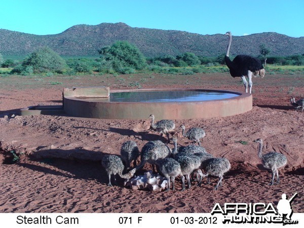 Trail Camera Namibia