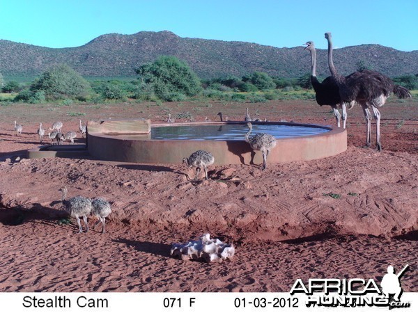 Trail Camera Namibia