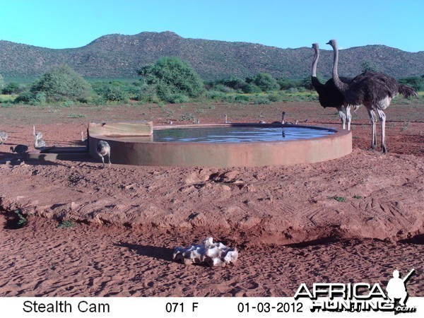 Trail Camera Namibia