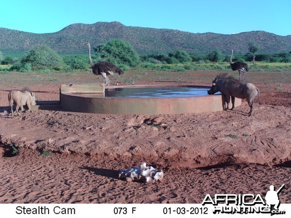 Trail Camera Namibia