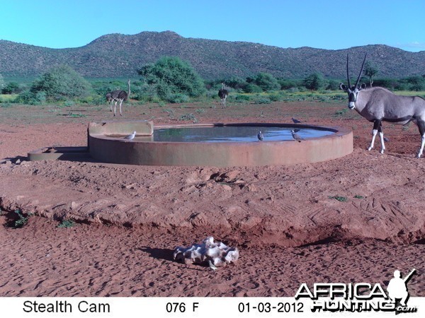 Trail Camera Namibia