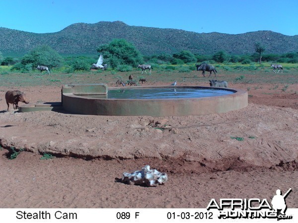 Trail Camera Namibia