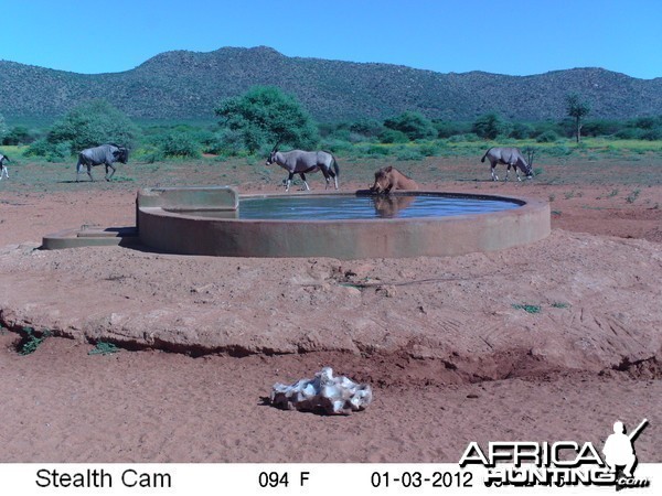 Trail Camera Namibia