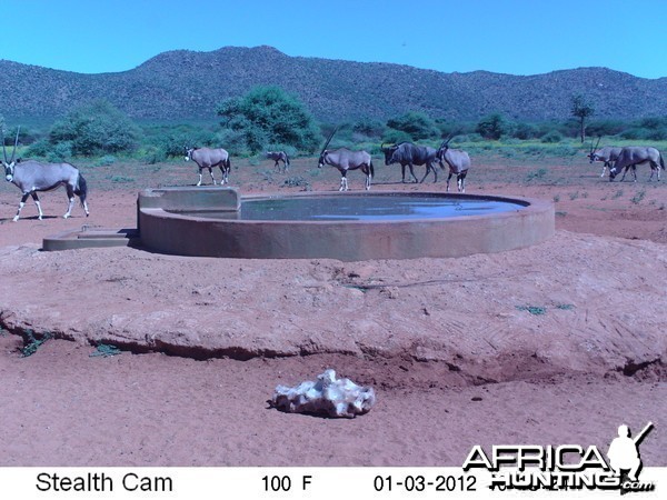 Trail Camera Namibia