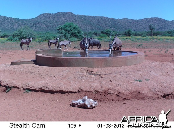 Trail Camera Namibia