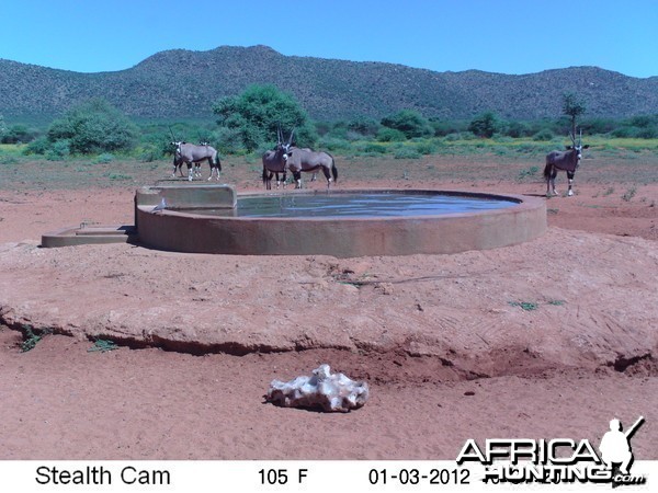 Trail Camera Namibia