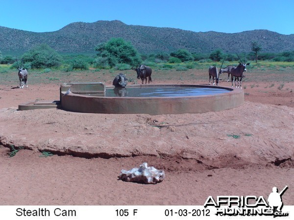 Trail Camera Namibia