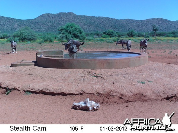 Trail Camera Namibia