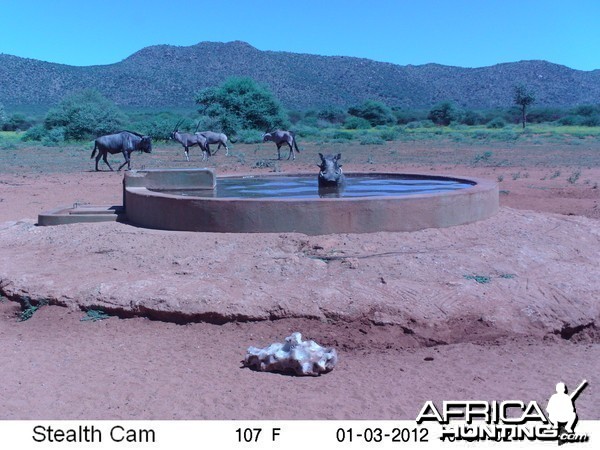 Trail Camera Namibia