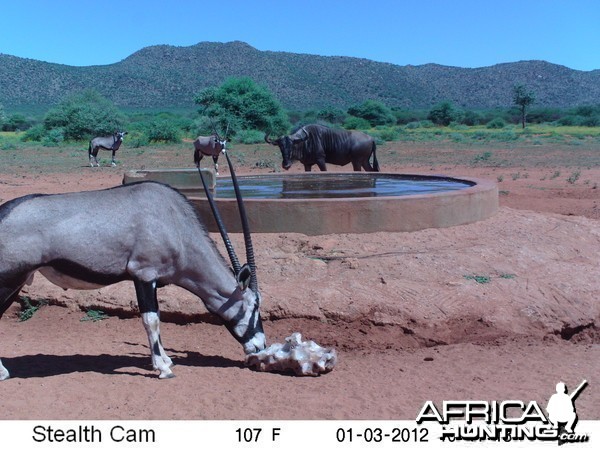 Trail Camera Namibia