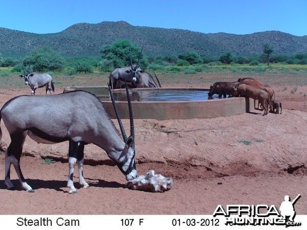 Trail Camera Namibia