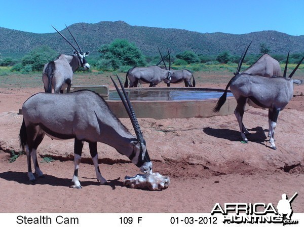 Trail Camera Namibia