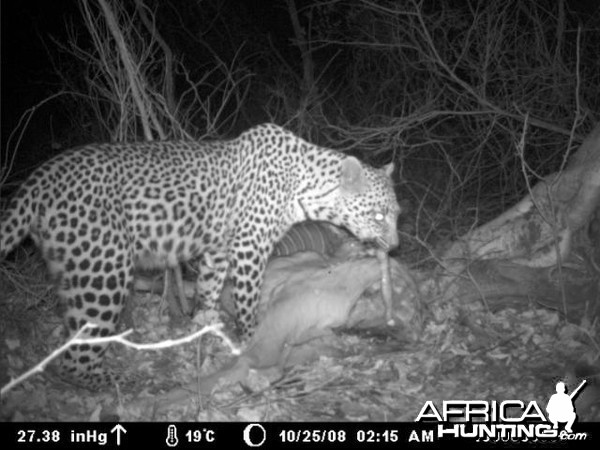 Leopard on Kudu