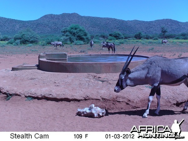 Trail Camera Namibia