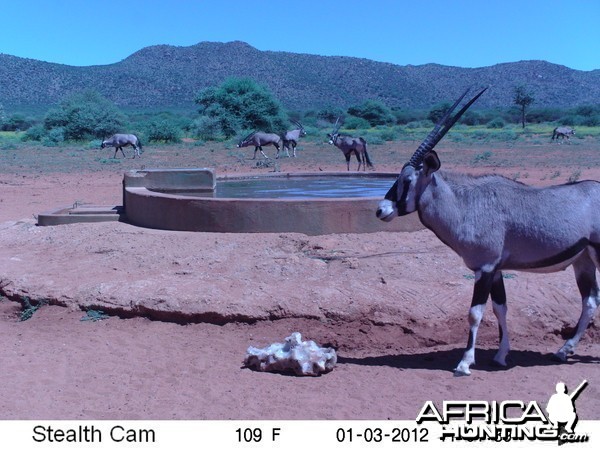 Trail Camera Namibia