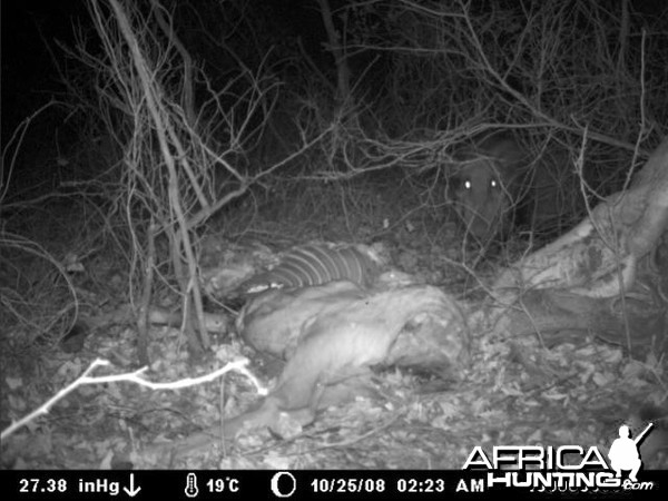 Bushpig on Kudu