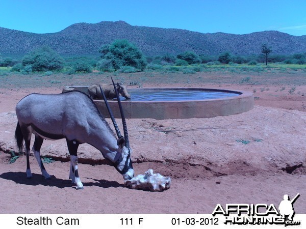 Trail Camera Namibia