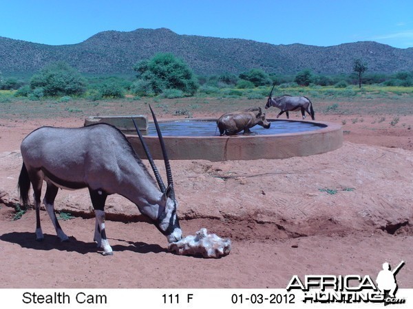 Trail Camera Namibia