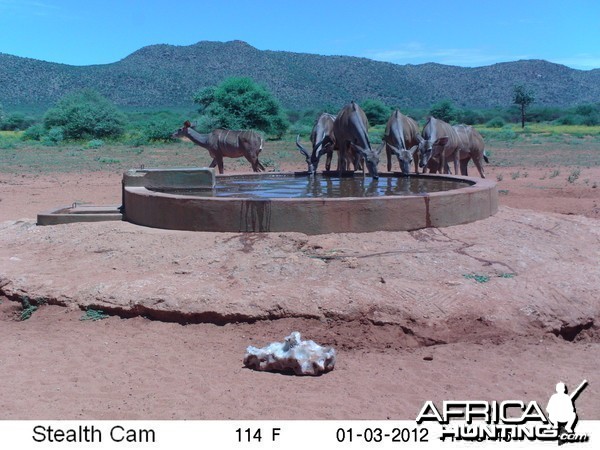 Trail Camera Namibia