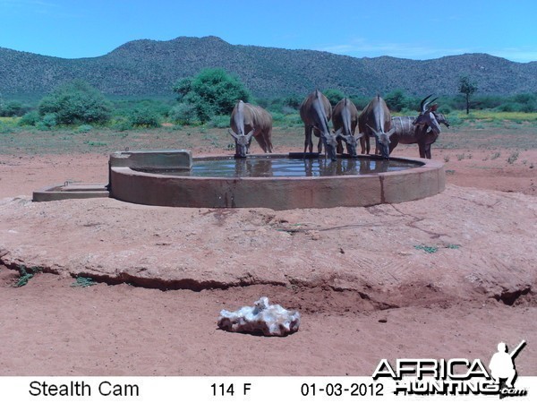 Trail Camera Namibia