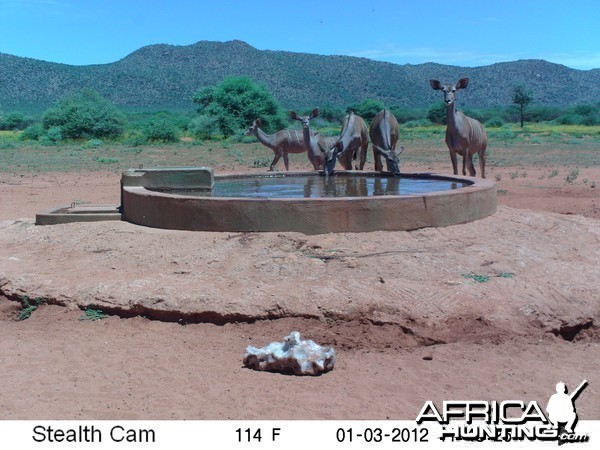 Trail Camera Namibia