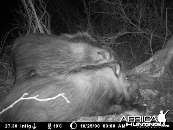 Bushpig on Kudu