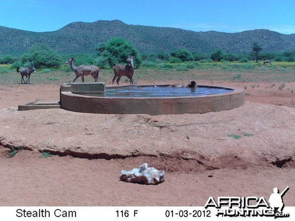 Trail Camera Namibia