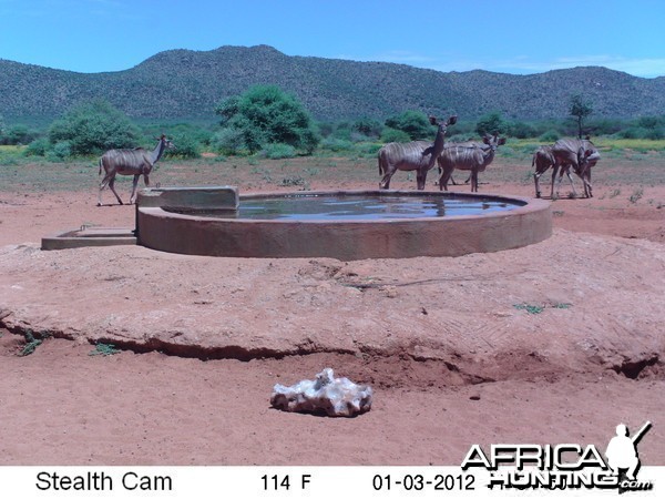 Trail Camera Namibia