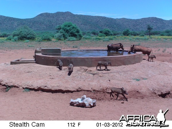 Trail Camera Namibia