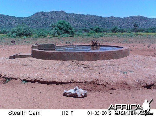 Trail Camera Namibia