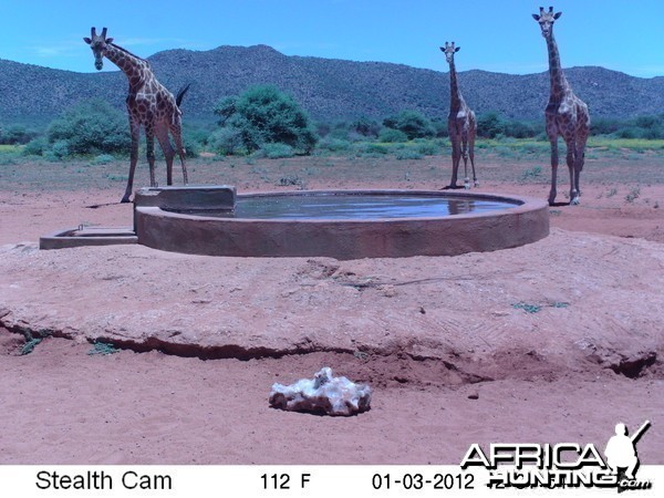 Trail Camera Namibia