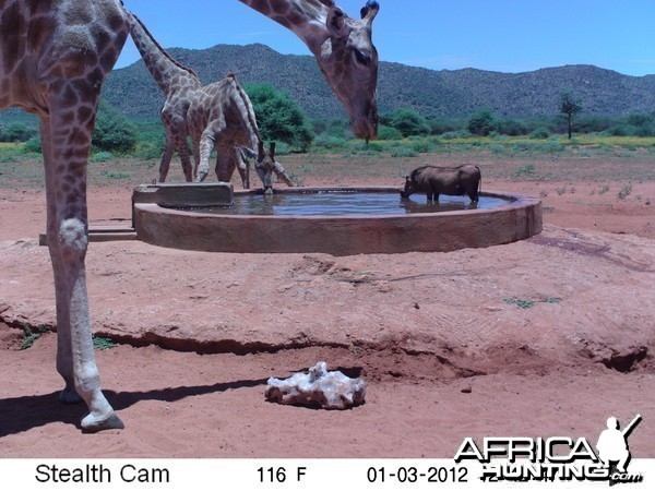 Trail Camera Namibia