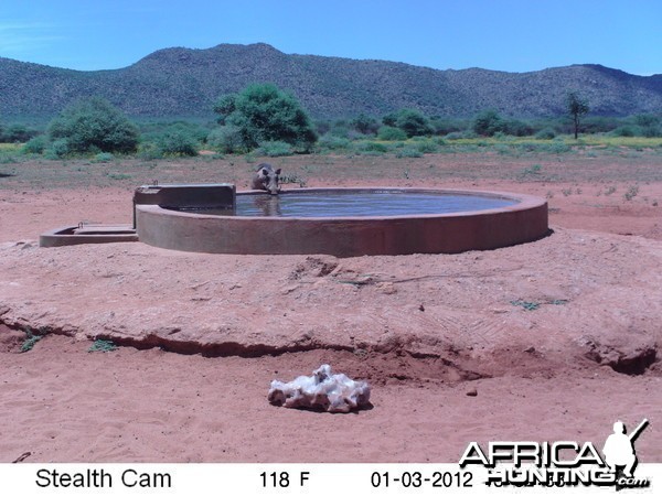 Trail Camera Namibia